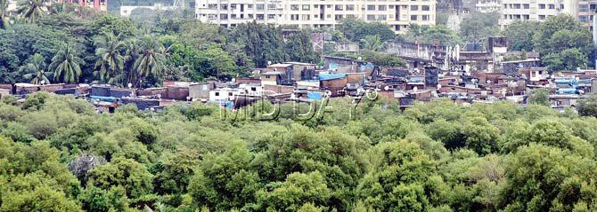 The mangrove cover at Dharavi is being encroached upon at an unprecedented rate. Pic/Sameer Markande