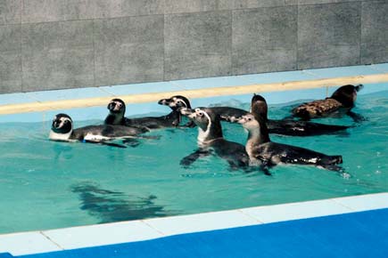 Penguin's death not isolated: 444 animals died in Byculla zoo in 6 years