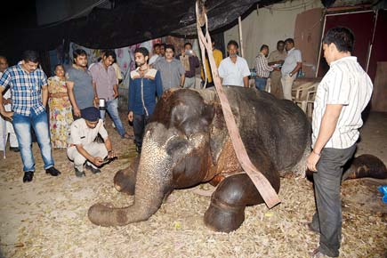 Mumbai: Elephant dies under mysterious circumstances at Film City in Goregaon