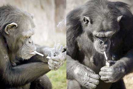 This chimp who smokes 20 cigarettes every day has become a 'star'