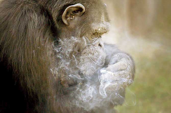 Azalea seen lighting a cigarette at the Central Zoo in Pyongyang, North Korea. PICS/AP