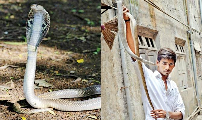 A spectacled cobra (right) Yogesh Panhale with the rat snake in Babulnath