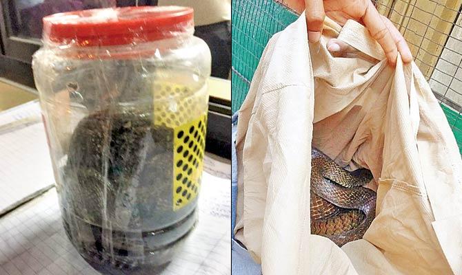 The cobra caught in a bottle by Yogesh Panhale (right) The captured rat snake put in a bag