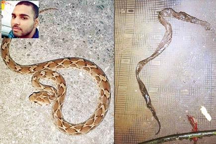 Mumbai: Driver has lucky escape from venomous snake in dashboard