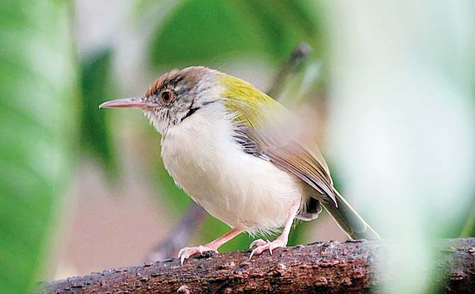 A Tailor bird belting out its song spotted early morning in Andheri