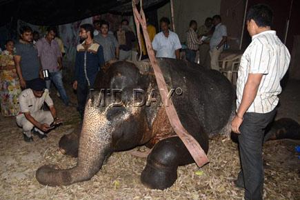 Mumbai: A female elephant dies at Film City, Goregaon
