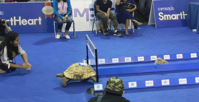 The tortoise wins the race
