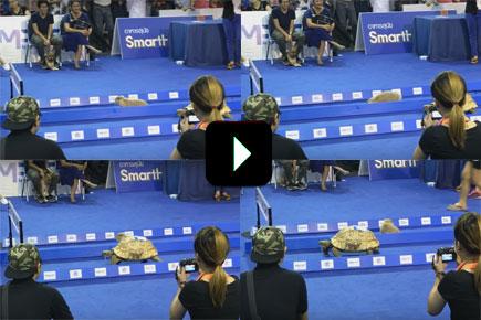 Video: 'The Tortoise and Hare' raced in real life and guess who won!