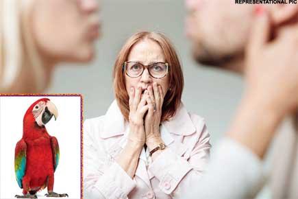Pet whistle-blower? Parrot exposes husband's affair with maid to wife