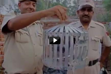 Watch Video: Pigeon with threat letter found in Pathankot