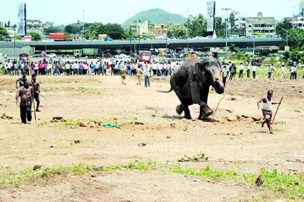 Elephant panics, runs around for three hours in Pune
