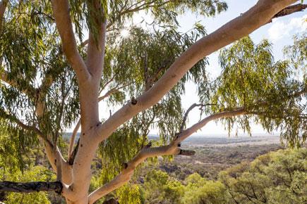Scientists feel Australia's iconic gum trees could be used to create jet fuel
