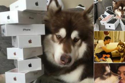 Can you believe this! A dog in China owns eight iPhone 7s