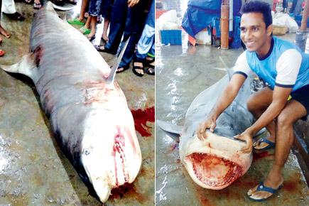 Mumbai: Vasai fishermen net 10-foot shark, sell it for Rs 22,000
