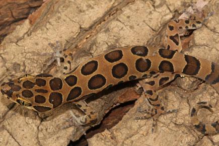 Discovered! New species of gecko after 130 years