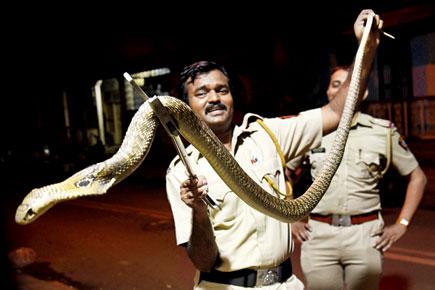 Spotted at Bandra! Senior citizen takes a 'walk' with deadly 5-ft cobra