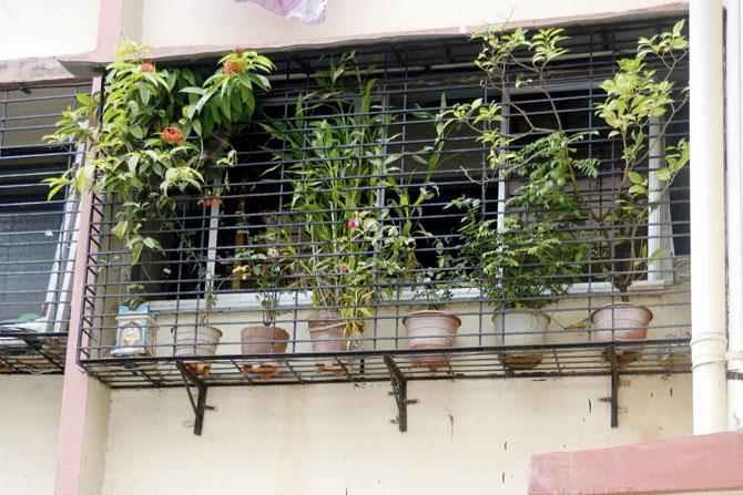 Water collected under flower pots is among the biggest breeding spots for dengue mosquitoes, says BMC