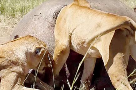 In the deep end! Lioness gets head stuck in hippo bum