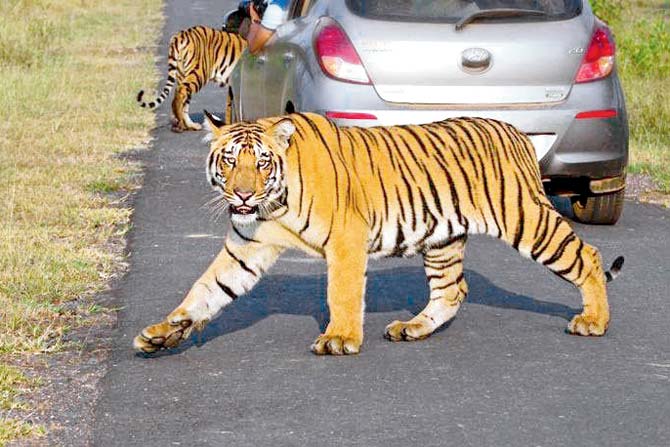  Maha seeks video footage from Tel to trace missing tiger 
