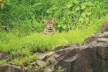 Mumbai: No human-leopard conflict in 2 years, thanks to trimmed foliage
