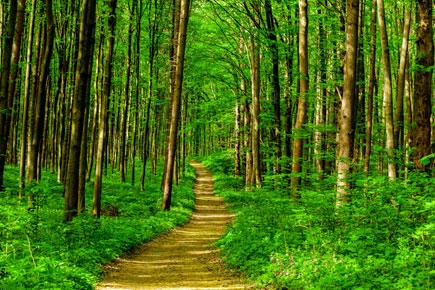 Maharashtra to appoint 1 crore 'tree ambassadors' to conserve forests