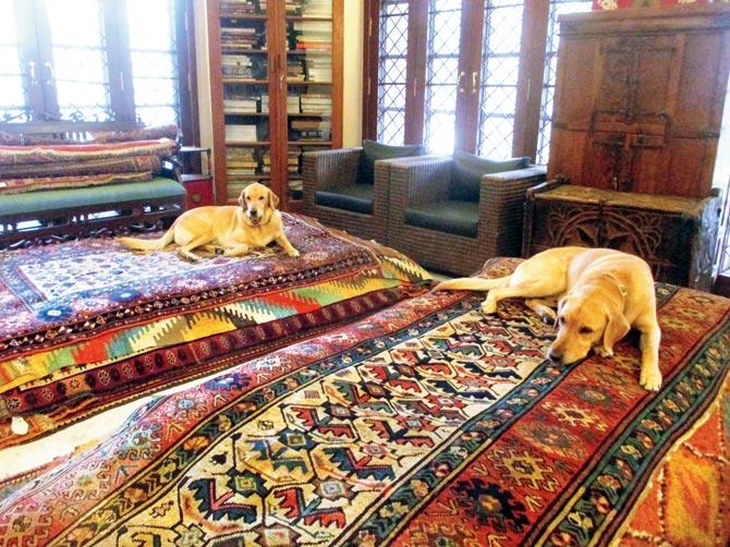 Luri and Tulu lazing on Danny Mehra’s carpet collection