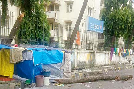 Mumbai: Homeless man crushed under coconut tree in Dahisar