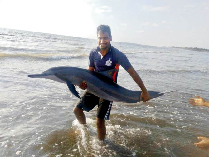 Fireman Abhishekh Gavankar (23) is a good swimmer and was confident he could safely return the dolphins to the water