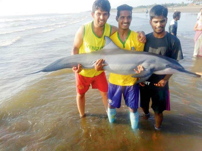 Ayaz Shaikh, Rahul Bhosle and Krishna Rane, lift a dolphin and send it back into the sea. Pics/Hanif Patel