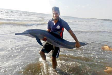 Mumbai: Fireman and friends save 10 dolphins that were washed ashore