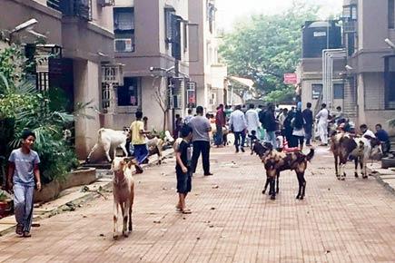 Mumbai: Kurla society cleaved in two over goat slaughter