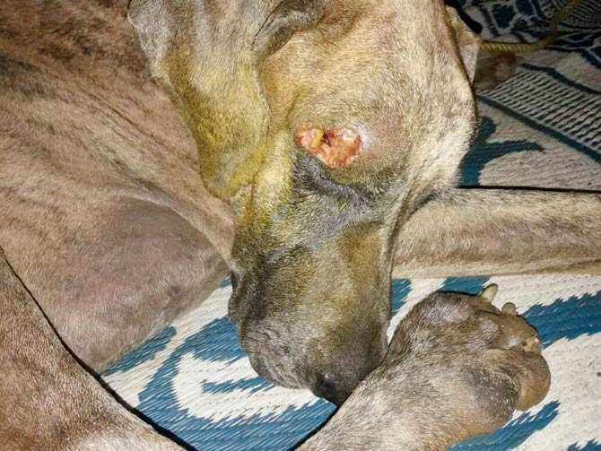 The injured Great Dane that was found abandoned in a forest area near Palghar