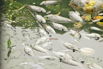 Mumbai: Over 300 fish dead after visarjan in Kandivli pond