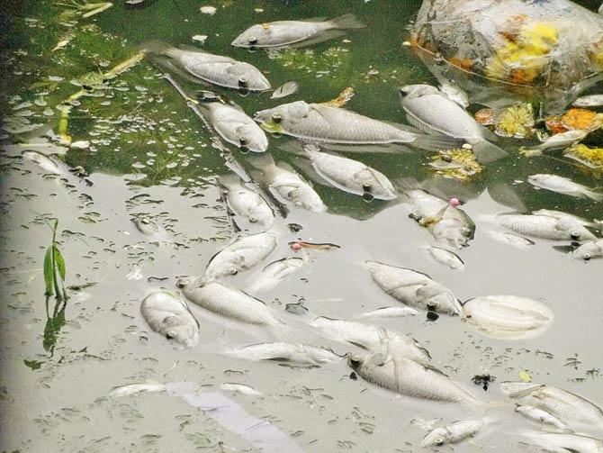 The fish carcasses are seen floating in the Kandivli pond, where they have already started rotting and emitting a nasty stench