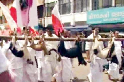 Dead stray dogs tied to poles, paraded in Kerala to protest 'menace'