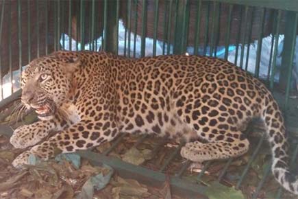 Man attacked by leopard in Dahanu dies 