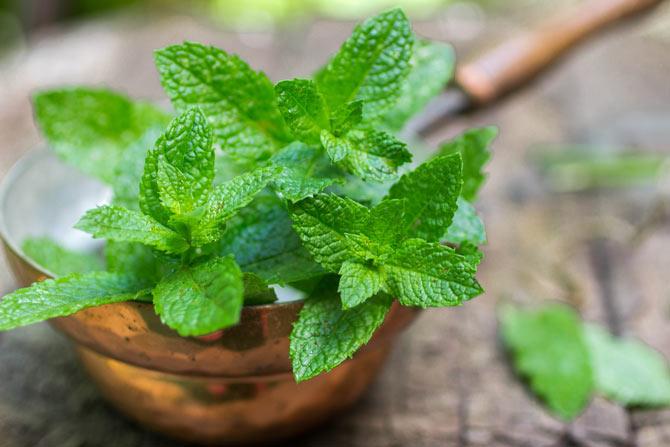 Mint leaves prevent bad breath