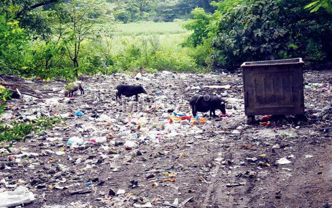 Stray pigs feast on piles of garbage near unit 7, Aarey Milk Colony