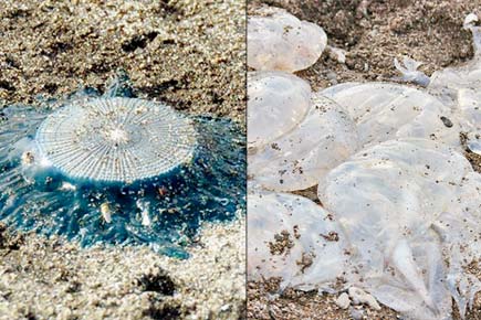Anand Pendharkar: The ancient underwater dons