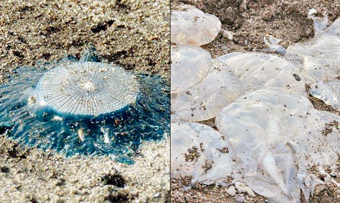 Porpita porpita are jellies with cobalt blue tentacles; Jellyfish are commonly found in coastal zones