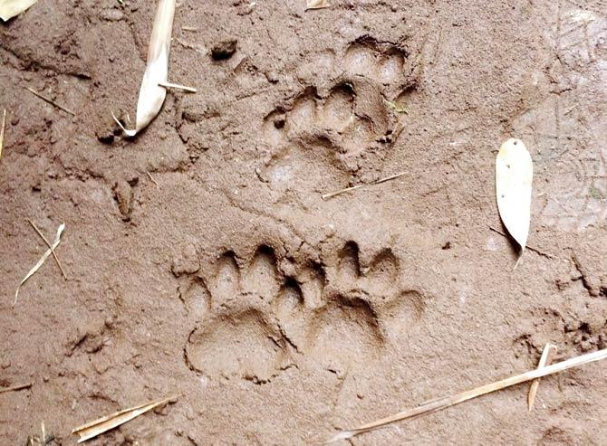 The adult leopard left behind its pugmarks on the basement floors