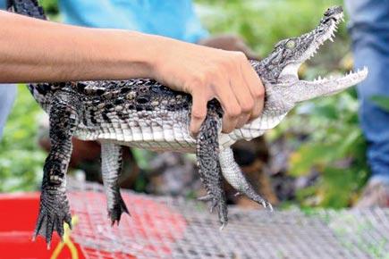 Mumbai: Alert Powai locals help save stray crocodile