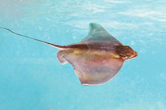 Stingrays do not have bones. Instead, they have cartilage, the same material that builds our nose