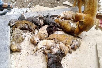 Mumbai: Ten puppies stoned to death in Oshiwara