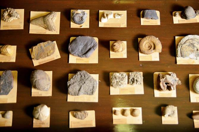 A fossilised tooth of a shark (top row, second from left) is part of the fossil collection