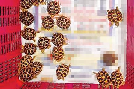 Navi Mumbai: BJP leader caught trying to sell star tortoises