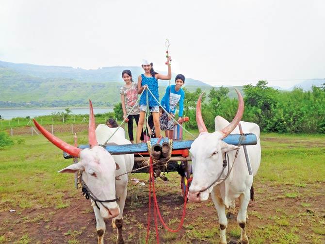 Get on a bullock cart (activities vary through the year)