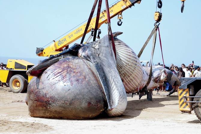 This 40-foot whale was found dead at Juhu beach in January