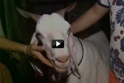 Watch Video: Goat costing Rs 21 lakh on offer for Bakr-Eid 