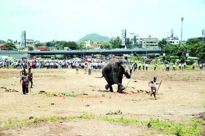 A circus elephant suddenly started running around before being brought back under control after about 3 hours. The incident took place in Bhosari